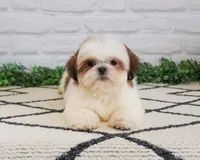 AKC Freckles , a female Shih Tzu for sale in Syracuse, IN – Photo 6 of 9