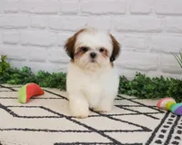 AKC Freckles , a female Shih Tzu for sale in Syracuse, IN – Photo 4 of 9