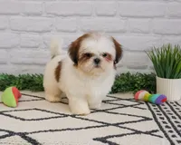 AKC Freckles , a female Shih Tzu for sale in Syracuse, IN – Photo 2 of 9