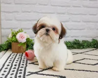 AKC Freckles , a female Shih Tzu for sale in Syracuse, IN – Photo 7 of 9