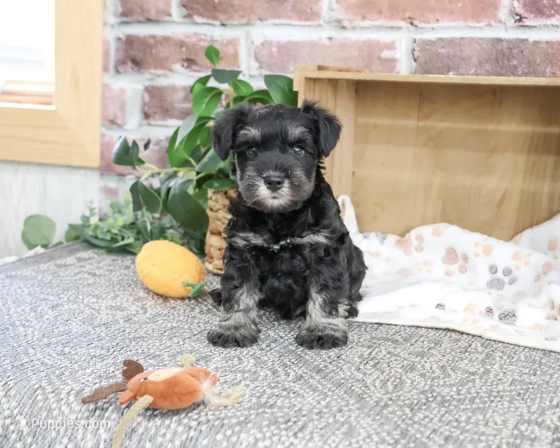 AKC Thornton – Miniature Schnauzer puppy for sale in Syracuse, IN