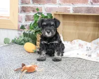 AKC Thornton, a male Miniature Schnauzer for sale in Syracuse, IN – 1 of 5
