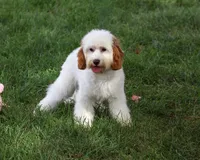 F1 Emerald, a female Cavapoo for sale in Syracuse, IN – 1 of 10