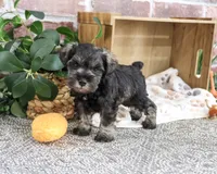 AKC Truman, a male Miniature Schnauzer for sale in Syracuse, IN – 4 of 5