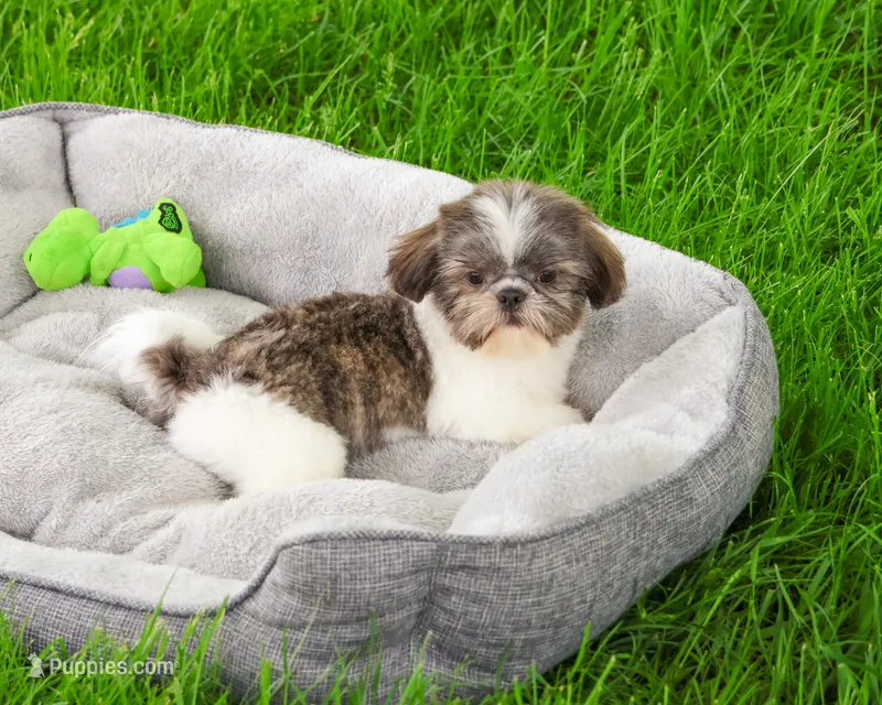 AKC Aztec  – Shih Tzu puppy for sale in Syracuse, IN