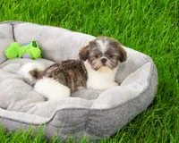 AKC Aztec , a male Shih Tzu for sale in Syracuse, IN – 1 of 10