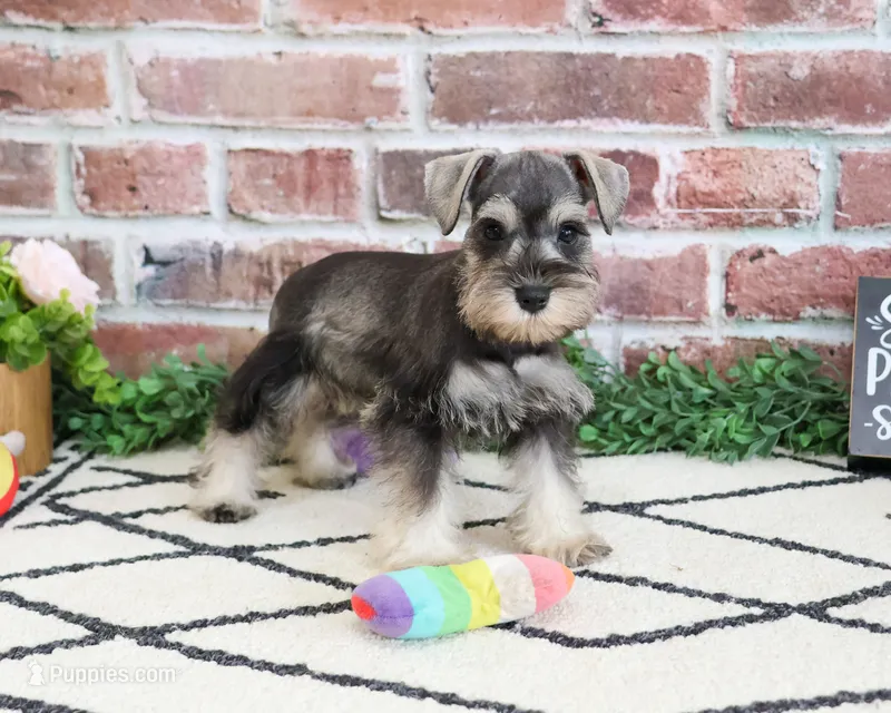 AKC Ava – Miniature Schnauzer puppy for sale in Syracuse, IN