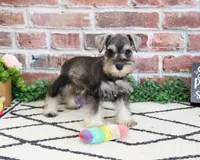 AKC Ava, a female Miniature Schnauzer for sale in Syracuse, IN – 1 of 5