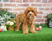 processed/17048cad-24e9-4b01-92b9-bebf3d8eeae9/listing/0a34be81-f12b-4bf2-ac0a-ad9172e9cc97/257dd2cd-2e80-4c04-9f0c-51c205ea320c