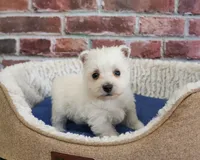 AKC Stefan, a male West Highland White Terrier for sale in Syracuse, IN – 4 of 5