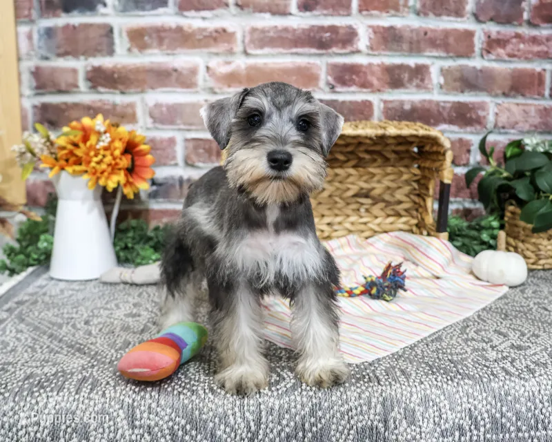 AKC Denise – Miniature Schnauzer puppy for sale in Syracuse, IN