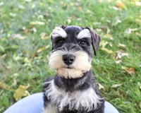 AKC Jefferson, a male Miniature Schnauzer for sale in Syracuse, IN – 6 of 6