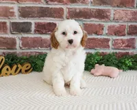 F1 Emerald, a female Cavapoo for sale in Syracuse, IN – 4 of 6