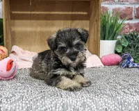 AKC Dior, a female Miniature Schnauzer for sale in Syracuse, IN – 9 of 10