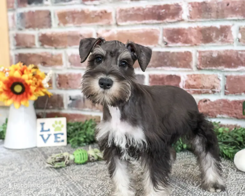 AKC Dawson – Miniature Schnauzer puppy for sale in Syracuse, IN