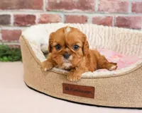 Daphne, a female Cavalier King Charles Spaniel for sale in Syracuse, IN – 5 of 5