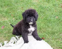F1B Wrenly, a female Saint Berdoodle for sale in Syracuse, IN – 4 of 10