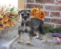AKC Dior, a female Miniature Schnauzer for sale in Syracuse, IN – 5 of 10