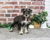 AKC Dawson, a male Miniature Schnauzer for sale in Syracuse, IN – 2 of 6