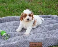 F1 Stellan , a male Cavapoo for sale in Syracuse, IN – Photo 5 of 8