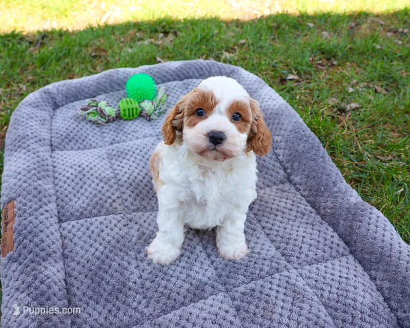 F1 Stellan  – Cavapoo puppy for sale in Syracuse, IN