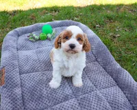 F1 Stellan , a male Cavapoo for sale in Syracuse, IN – Photo 1 of 8