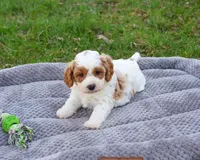 F1 Stellan , a male Cavapoo for sale in Syracuse, IN – Photo 3 of 8