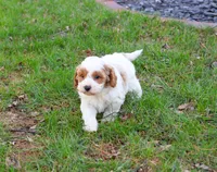 F1 Stellan , a male Cavapoo for sale in Syracuse, IN – Photo 2 of 8