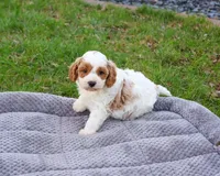 F1 Stellan , a male Cavapoo for sale in Syracuse, IN – Photo 6 of 8