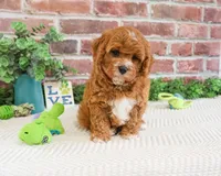 F1 Clover , a male Cavapoo for sale in Syracuse, IN – 4 of 7