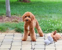 F1B Matilda , a female Cavapoo for sale in Syracuse, IN – 3 of 10