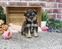 AKC Dior, a female Miniature Schnauzer for sale in Syracuse, IN – 6 of 10