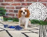 AKC Khalil , a male Cavalier King Charles Spaniel for sale in Syracuse, IN – 1 of 10
