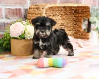AKC Piglet , a female Miniature Schnauzer for sale in Syracuse, IN – Photo 3 of 9