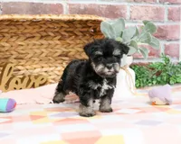 AKC Piglet , a female Miniature Schnauzer for sale in Syracuse, IN – Photo 2 of 9