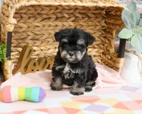 AKC Piglet , a female Miniature Schnauzer for sale in Syracuse, IN – Photo 1 of 9