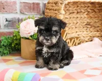 AKC Piglet , a female Miniature Schnauzer for sale in Syracuse, IN – Photo 4 of 9