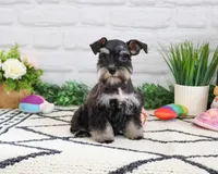 AKC Piglet , a female Miniature Schnauzer for sale in Syracuse, IN – 2 of 10