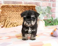 AKC Piglet , a female Miniature Schnauzer for sale in Syracuse, IN – Photo 5 of 9