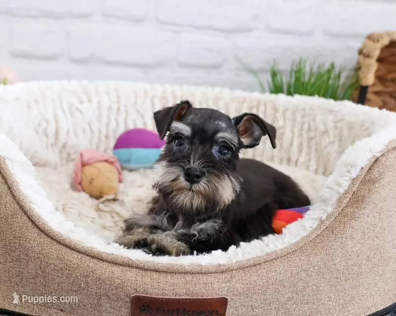 AKC Piglet  – Miniature Schnauzer puppy for sale in Syracuse, IN