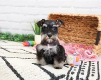AKC Piglet , a female Miniature Schnauzer for sale in Syracuse, IN – 3 of 10