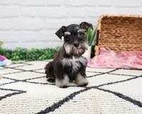 AKC Piglet , a female Miniature Schnauzer for sale in Syracuse, IN – 4 of 10