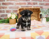 AKC Piglet , a female Miniature Schnauzer for sale in Syracuse, IN – Photo 6 of 9