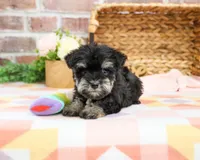 AKC Piglet , a female Miniature Schnauzer for sale in Syracuse, IN – Photo 7 of 9