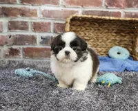 AKC Arlo, a male Shih Tzu for sale in Syracuse, IN – 5 of 6