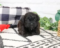 Harry , a male Shihpoo for sale in Syracuse, IN – 4 of 7