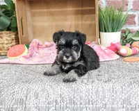 AKC Trina, a female Miniature Schnauzer for sale in Syracuse, IN – 5 of 5