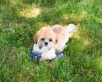 AKC Theon , a male Shih Tzu for sale in Syracuse, IN – 2 of 10