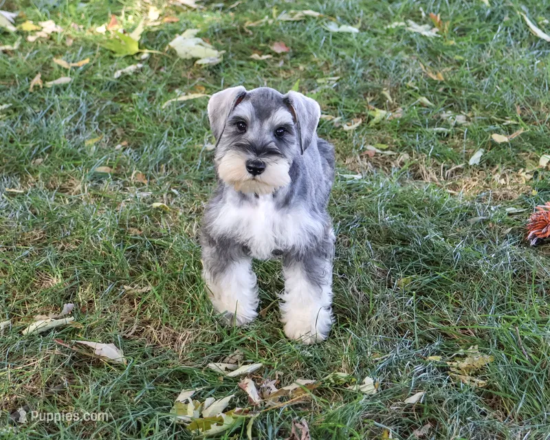 AKC Roosevelt – Miniature Schnauzer puppy for sale in Syracuse, IN