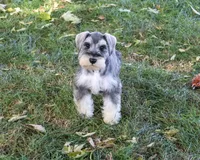 AKC Roosevelt, a male Miniature Schnauzer for sale in Syracuse, IN – 1 of 6